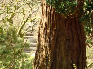 tree-trunk-with-steps