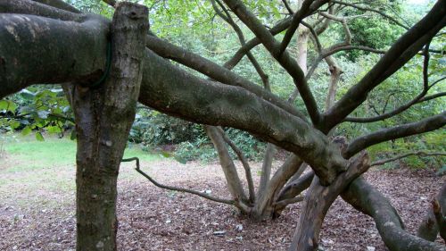 This tree is not from the garden on the Dartington estate, but then, you knew that . . .
