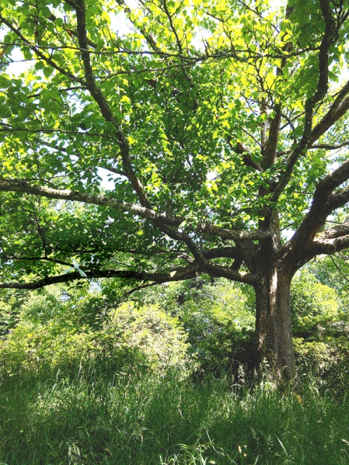 gionna-handerkerchief-tree-4blog